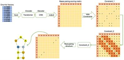 ATTfold: RNA Secondary Structure Prediction With Pseudoknots Based on Attention Mechanism